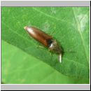 Athous vittatus - Schnellkaefer 01.jpg